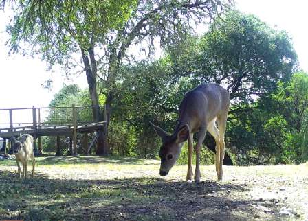 Doe and Fawn 01